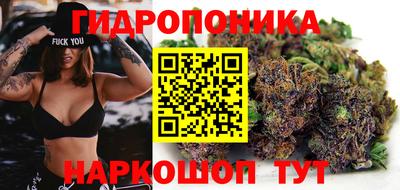 прущие грибы Будённовск